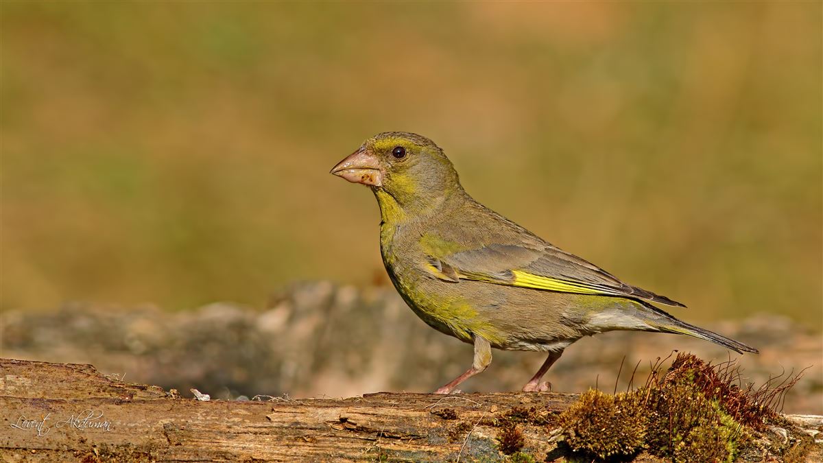 European Greenfinch