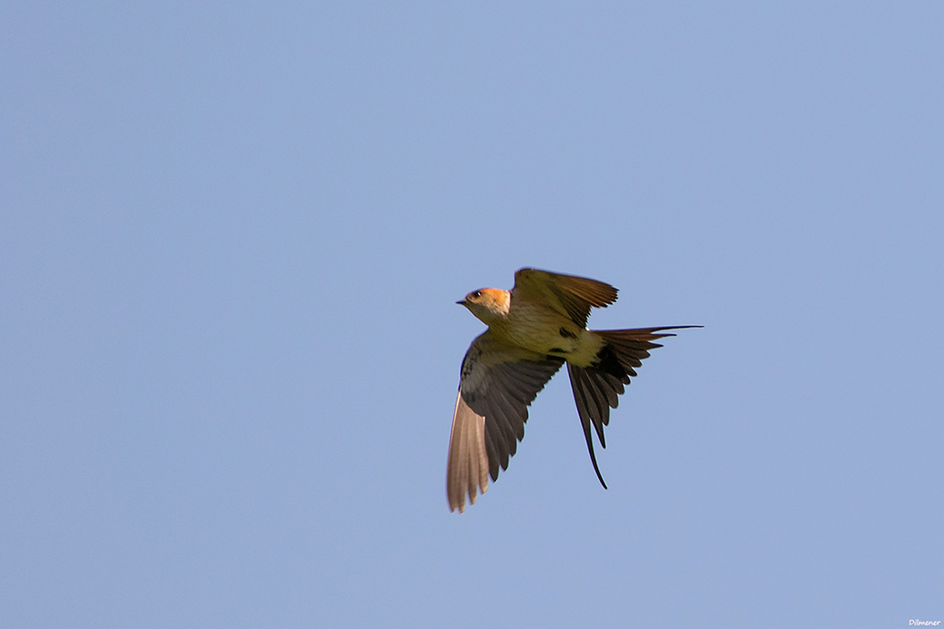 European Red-rumped Swallow