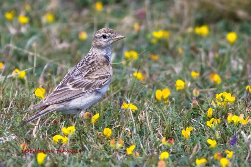 Greater Short-toed Lark