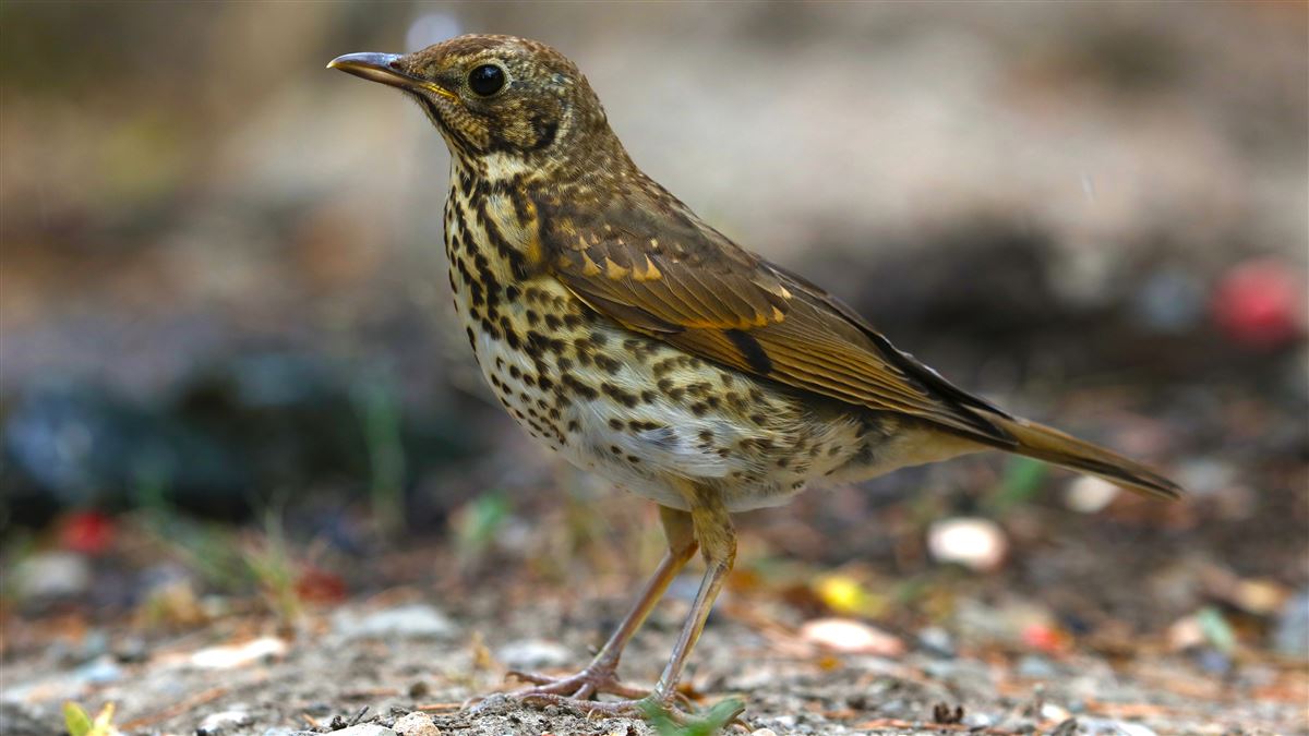 Song Thrush