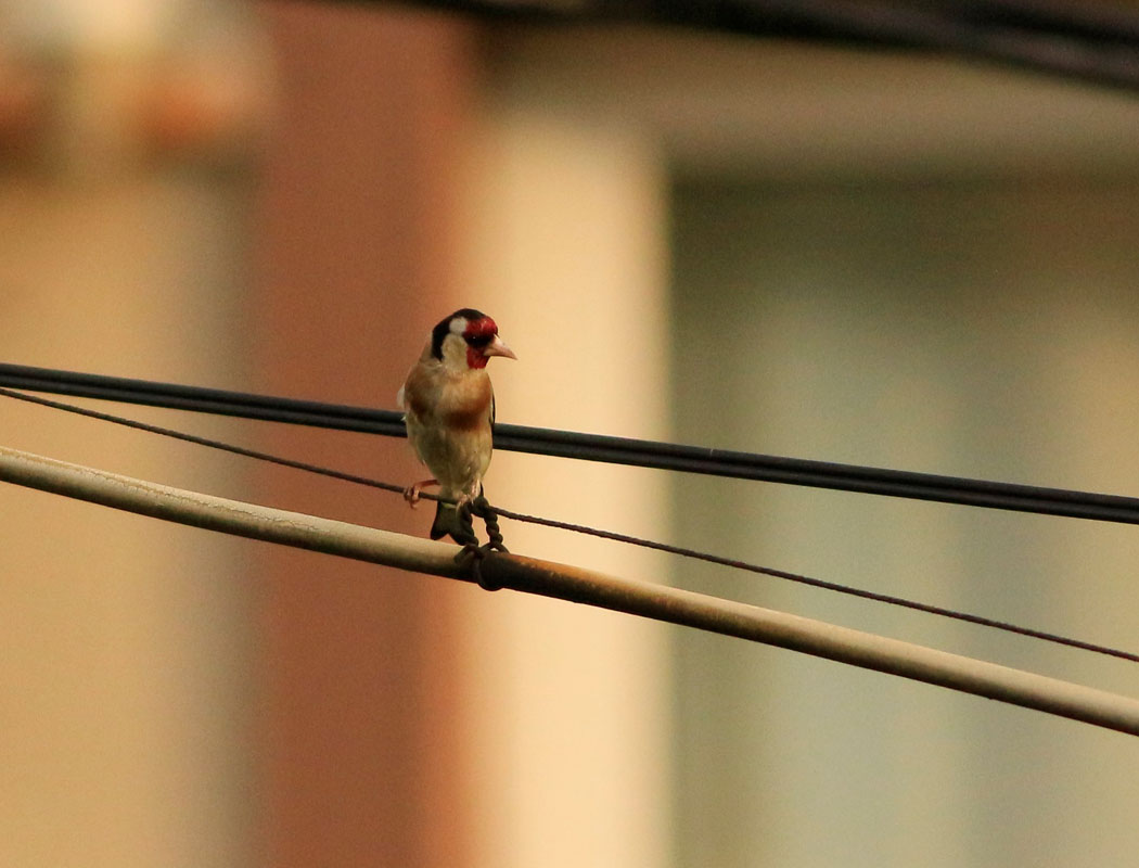 European Goldfinch