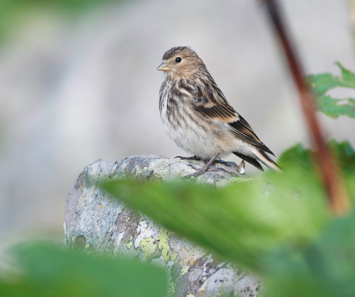 Twite