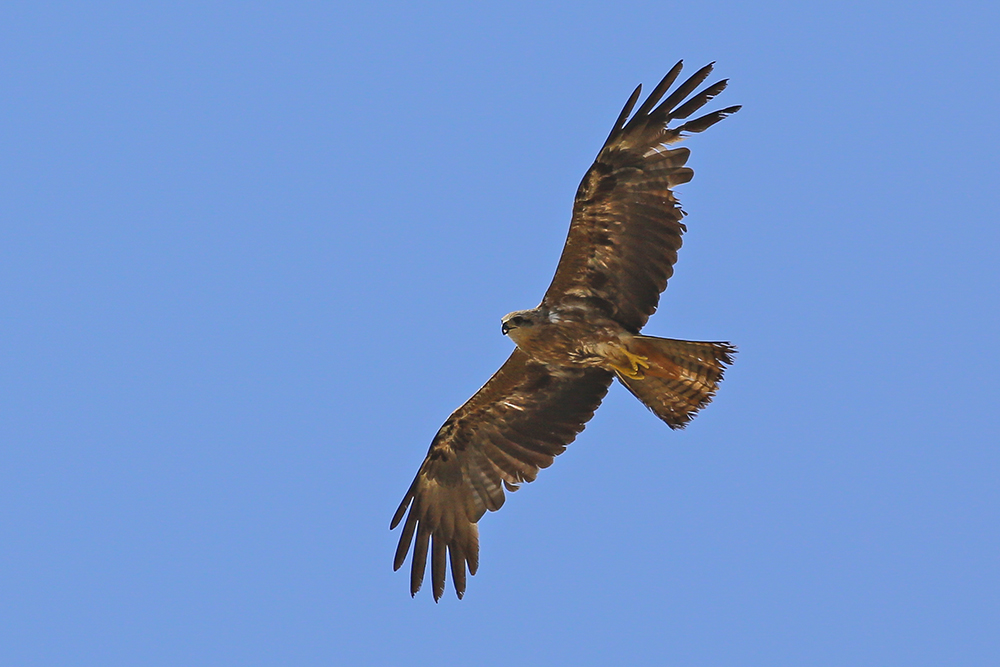 Black Kite