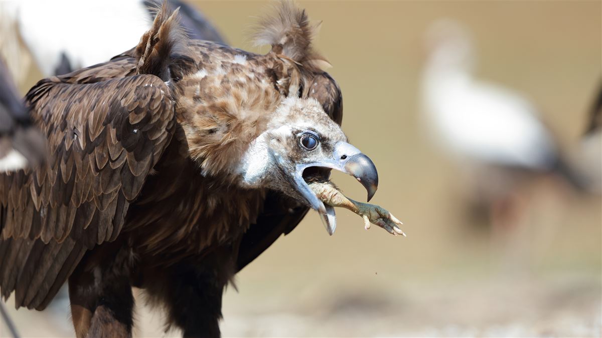 Cinereous Vulture