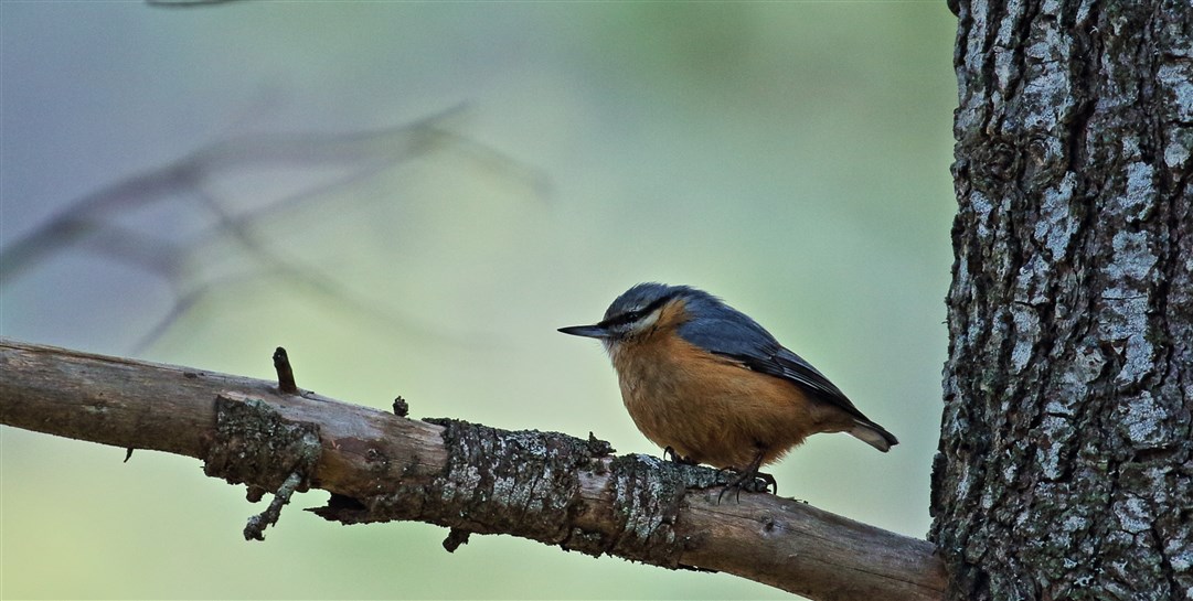 Eurasian Nuthatch