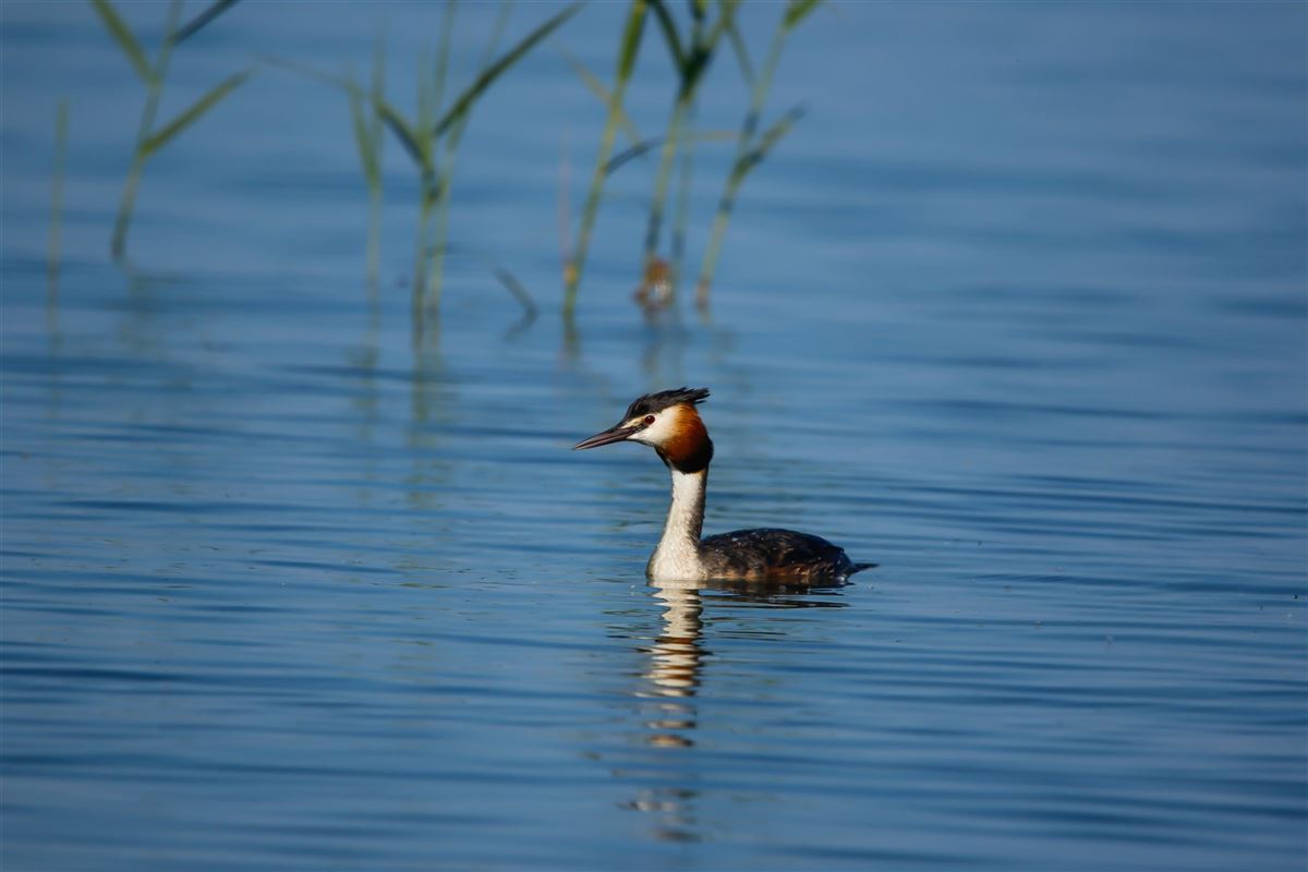 Great Crested Grebe