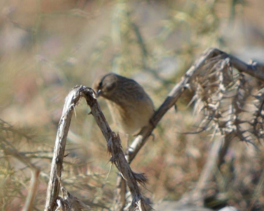 Common Linnet