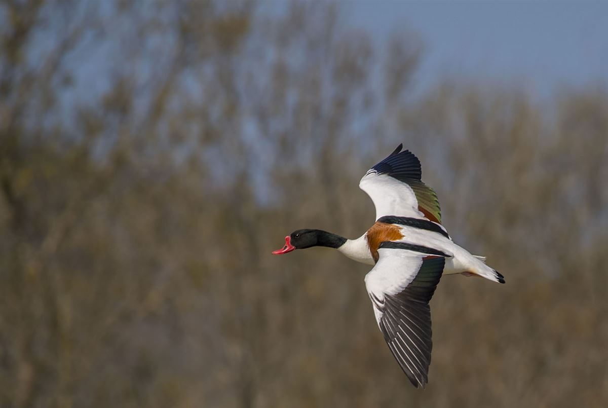 Common Shelduck