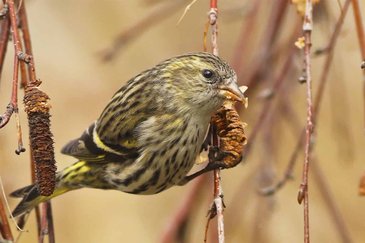 Eurasian Siskin