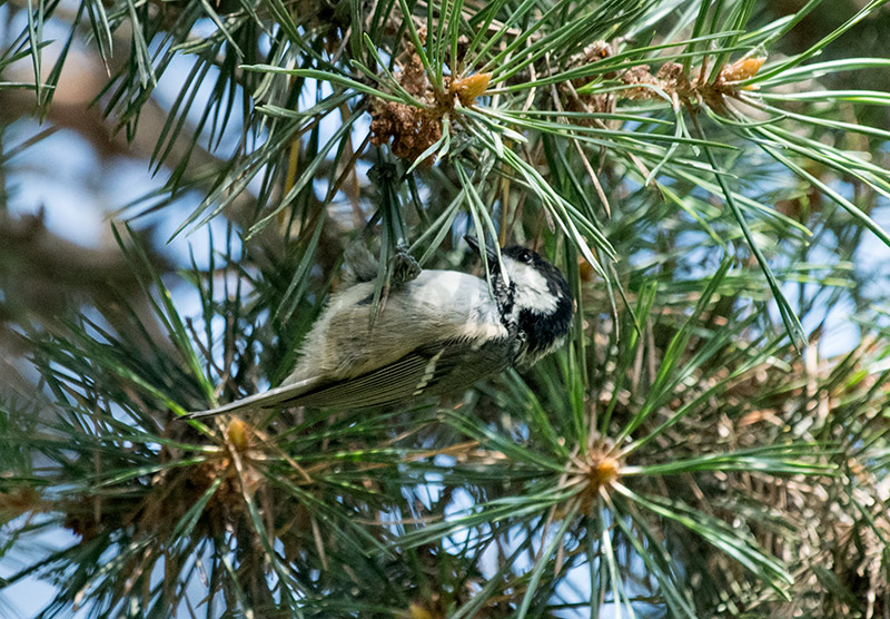 Coal Tit