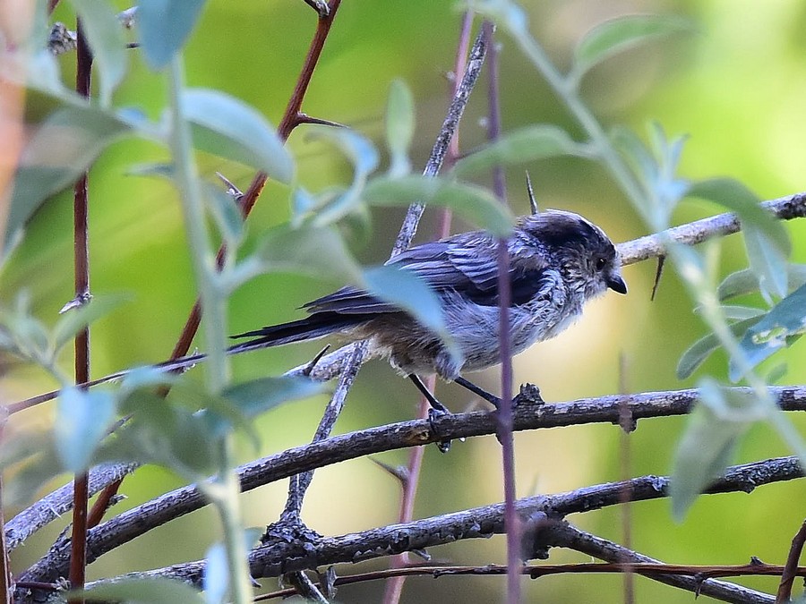 Long-tailed Tit