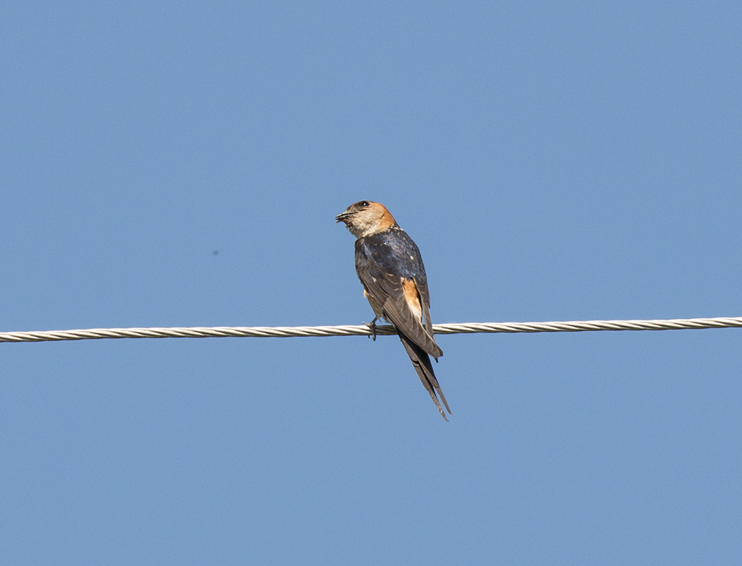European Red-rumped Swallow