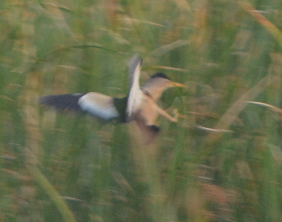 Little Bittern