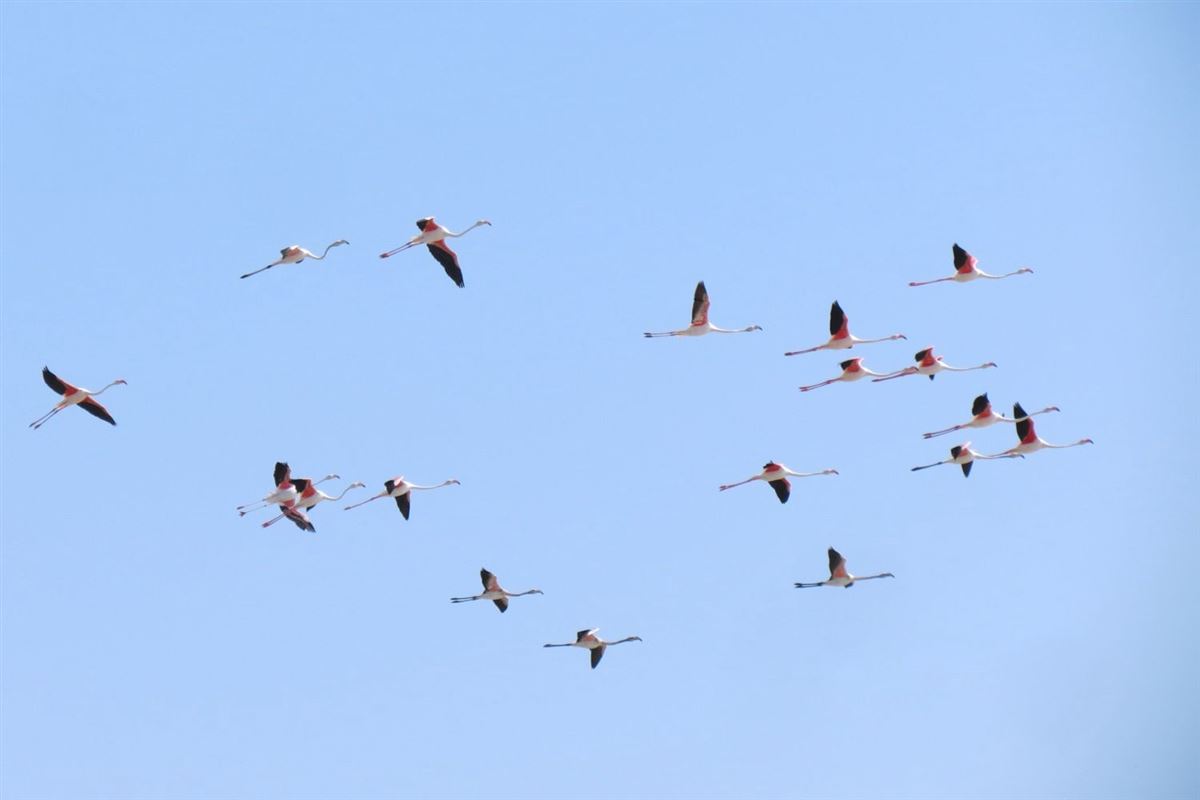 Greater Flamingo
