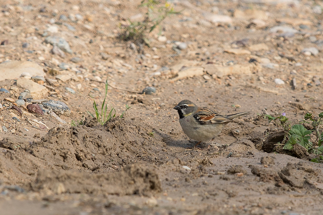 Dead Sea Sparrow