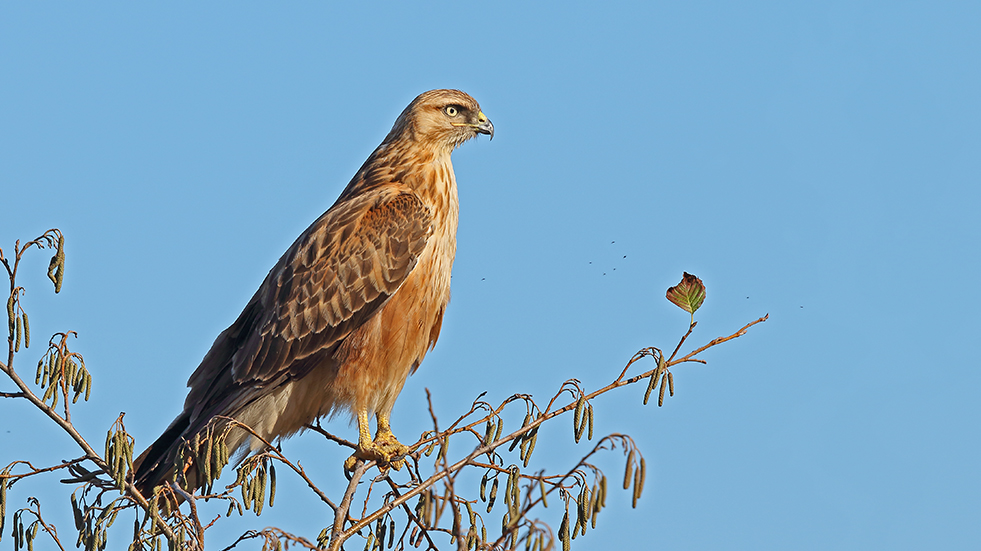 Long-legged Buzzard