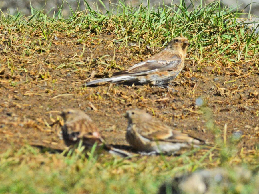 Twite