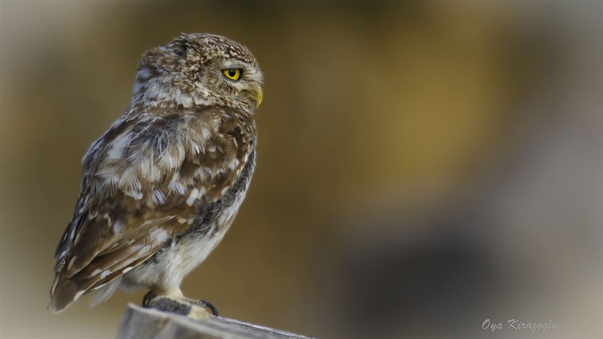 Little Owl