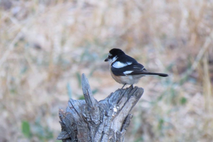 Masked Shrike