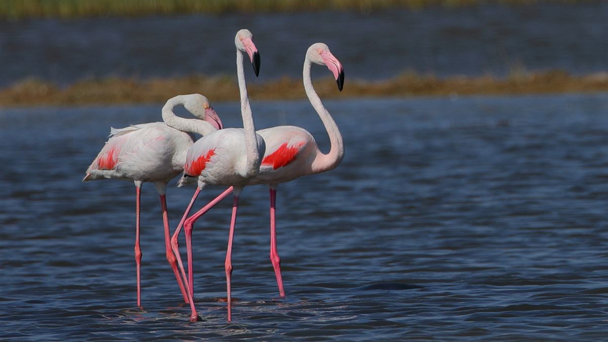 Greater Flamingo
