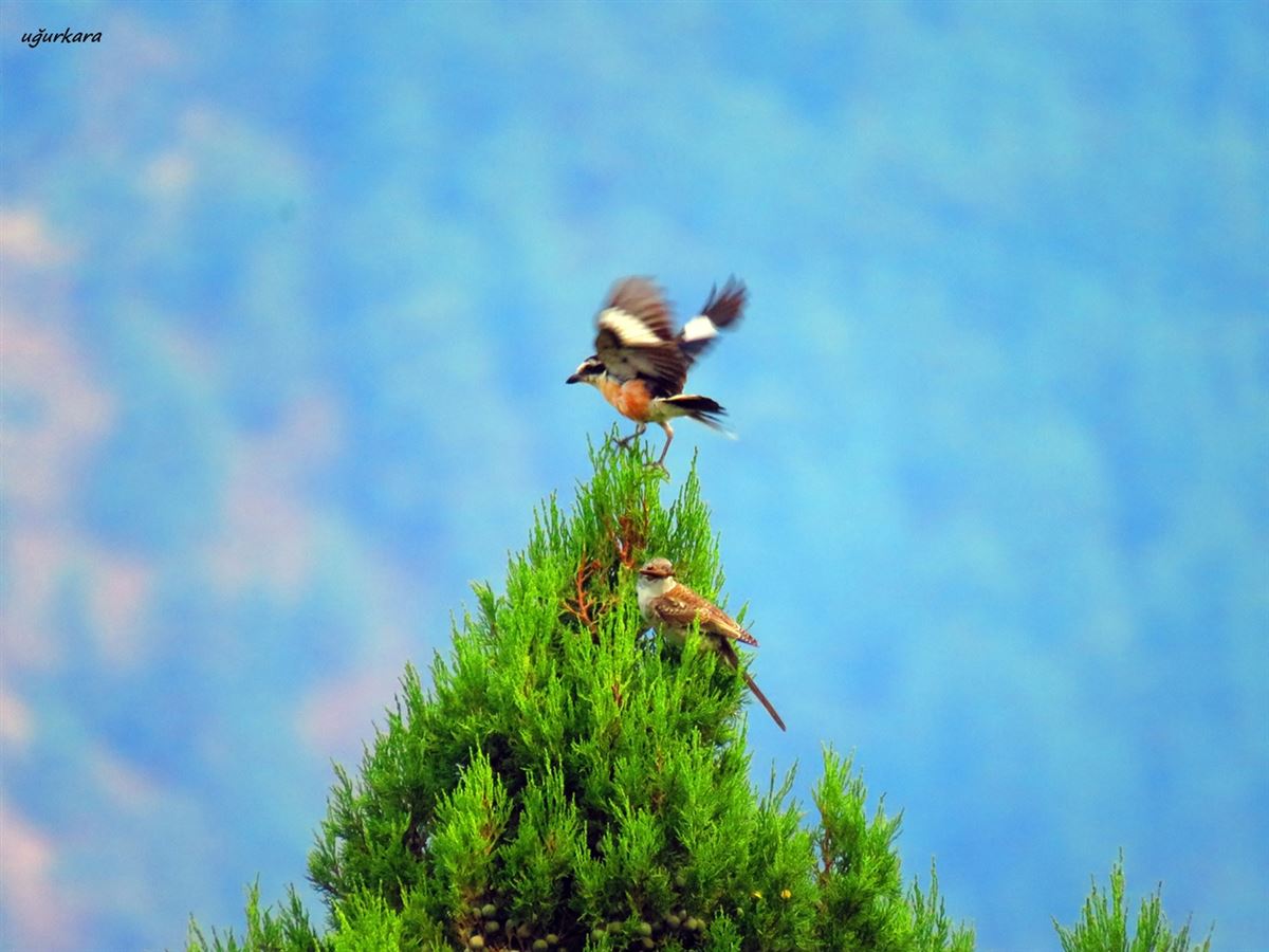Masked Shrike