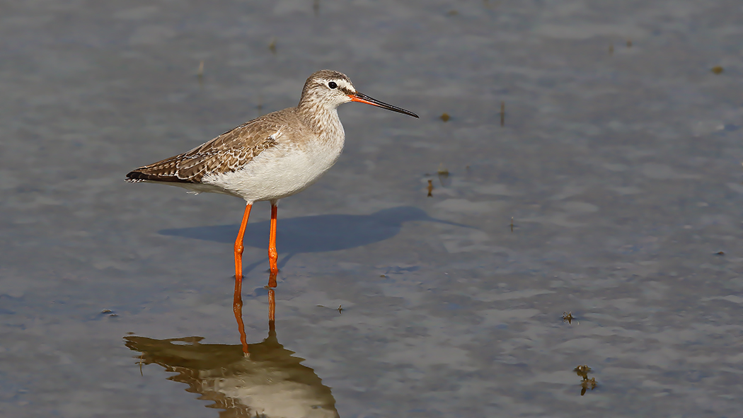Spotted Redshank