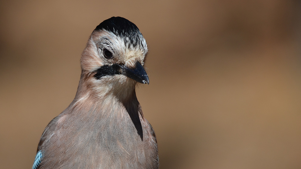 Eurasian Jay