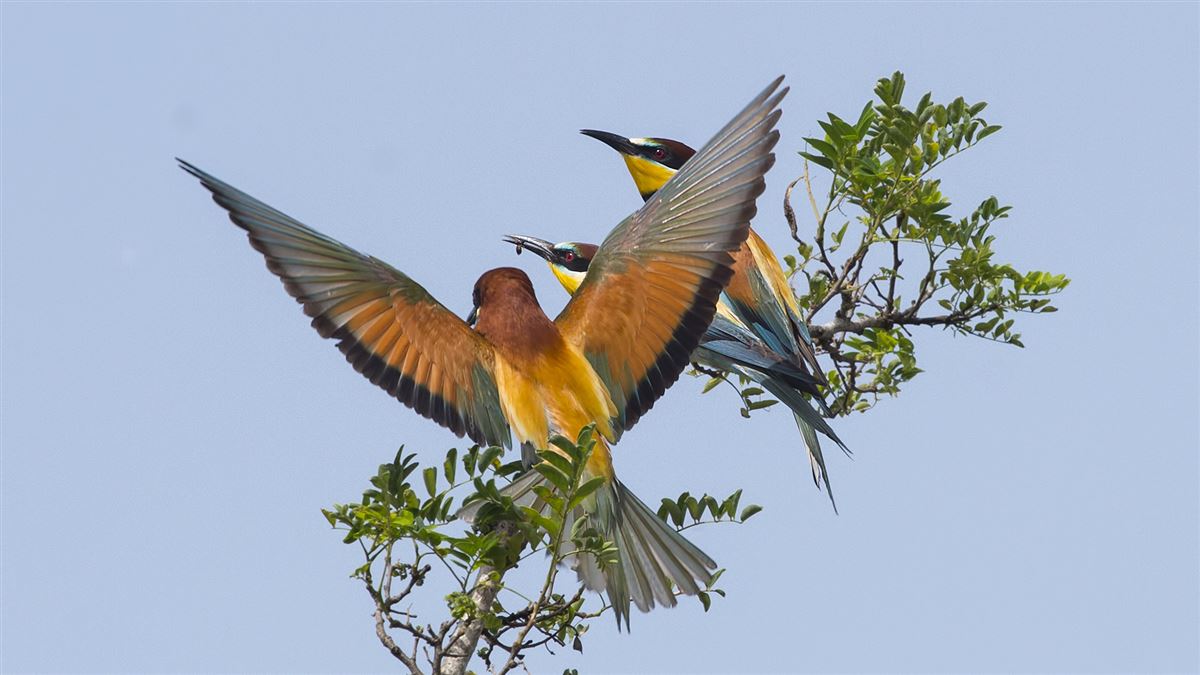 European Bee-eater