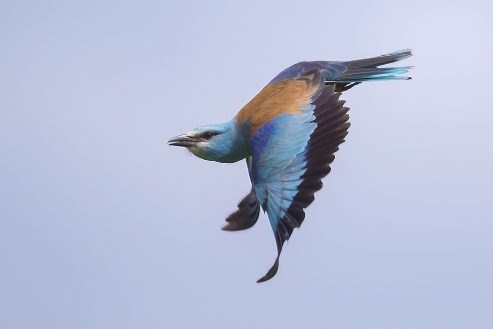 European Roller