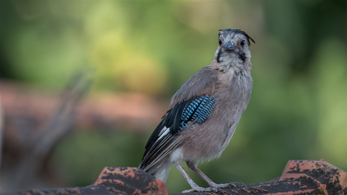 Eurasian Jay
