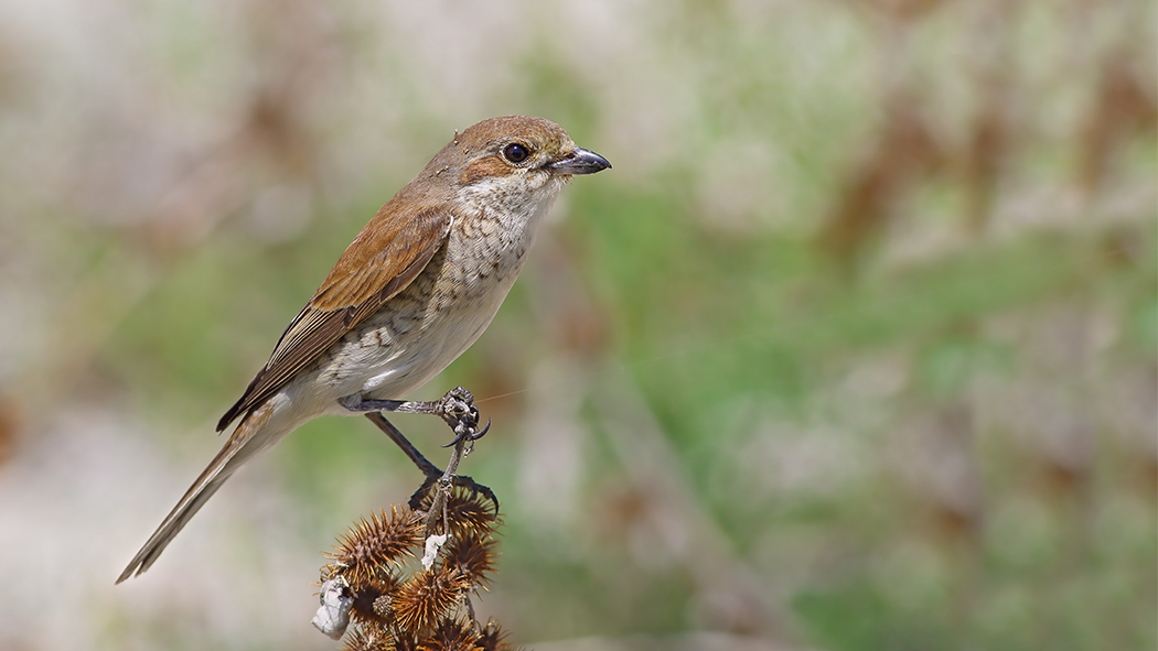 Red-backed Shrike