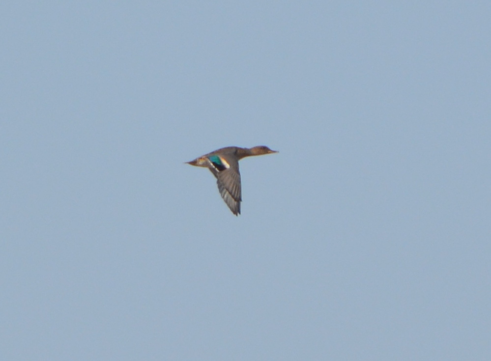 Eurasian Teal