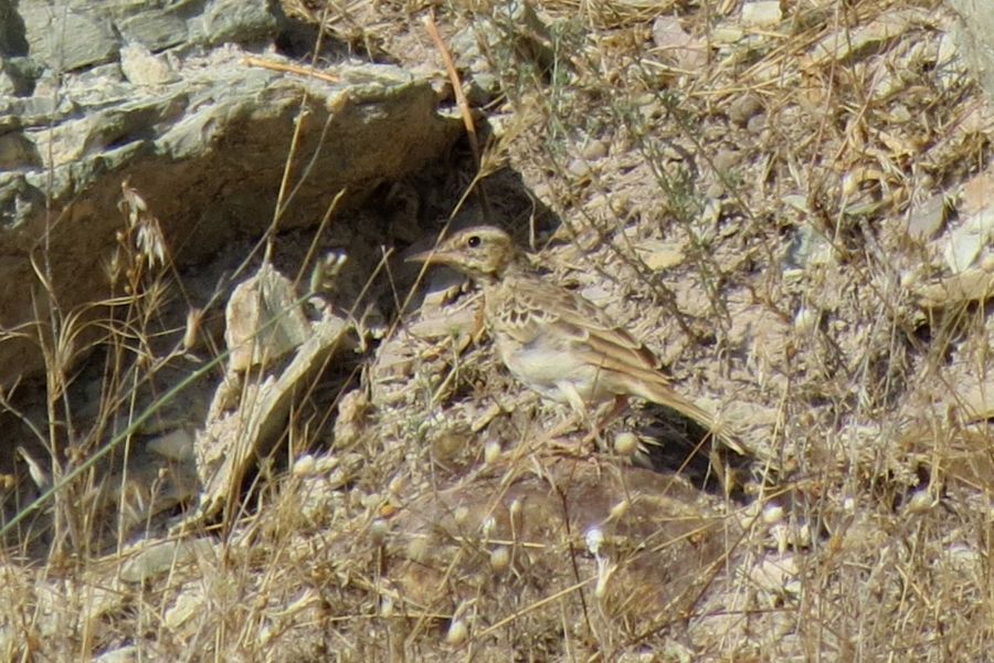 Tawny Pipit