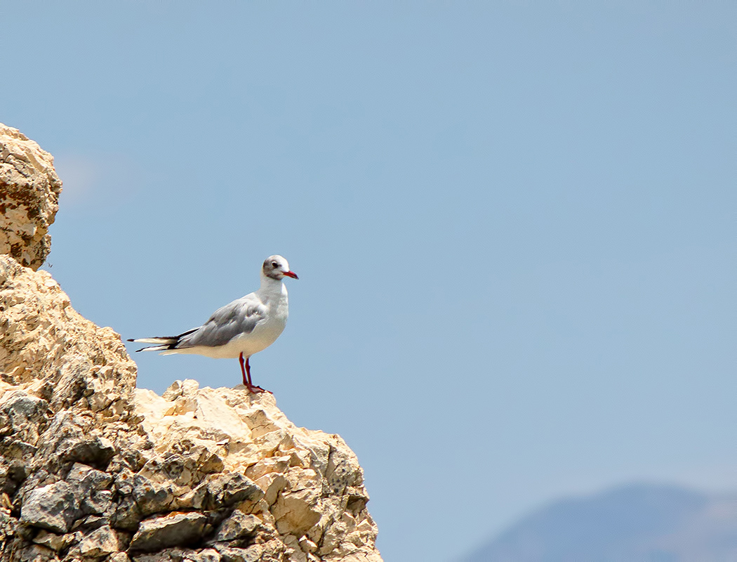Black-headed Gull