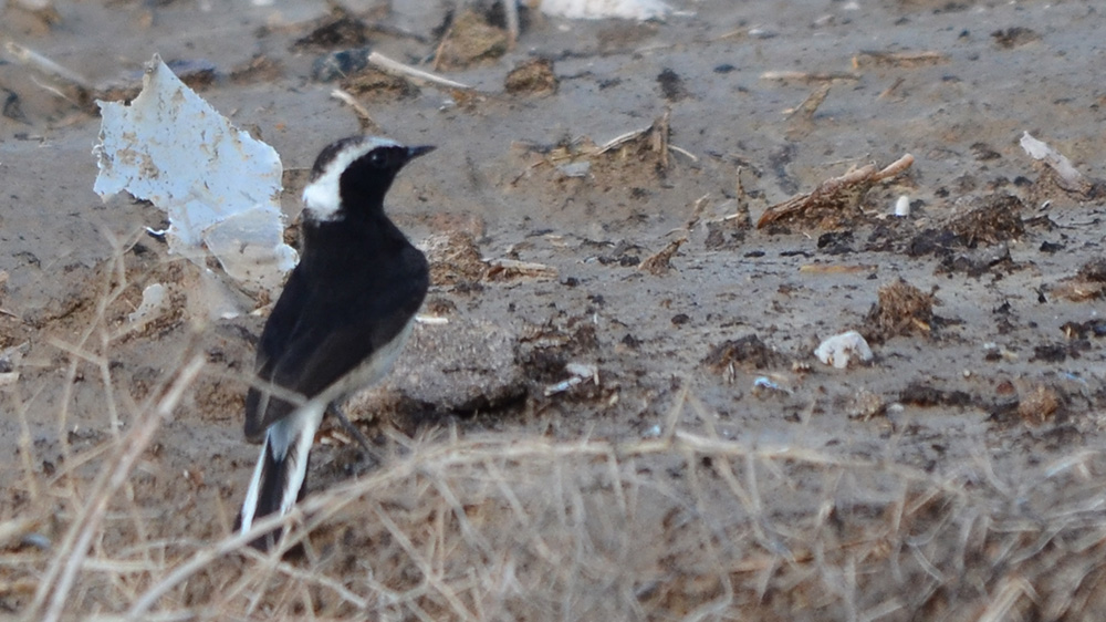 Pied Wheatear