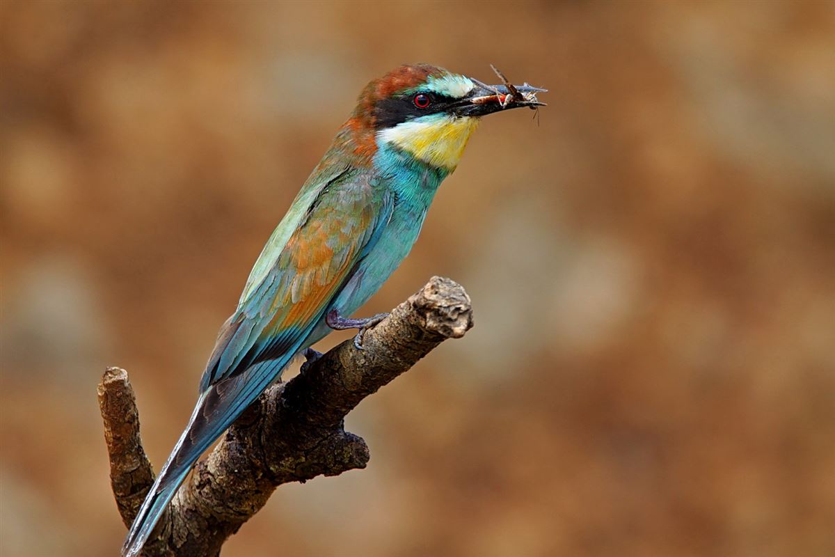 European Bee-eater