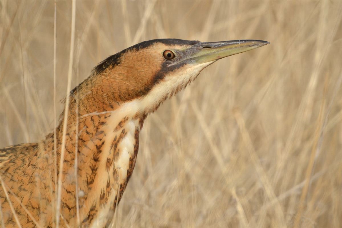 Eurasian Bittern