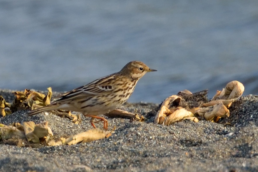 Meadow Pipit