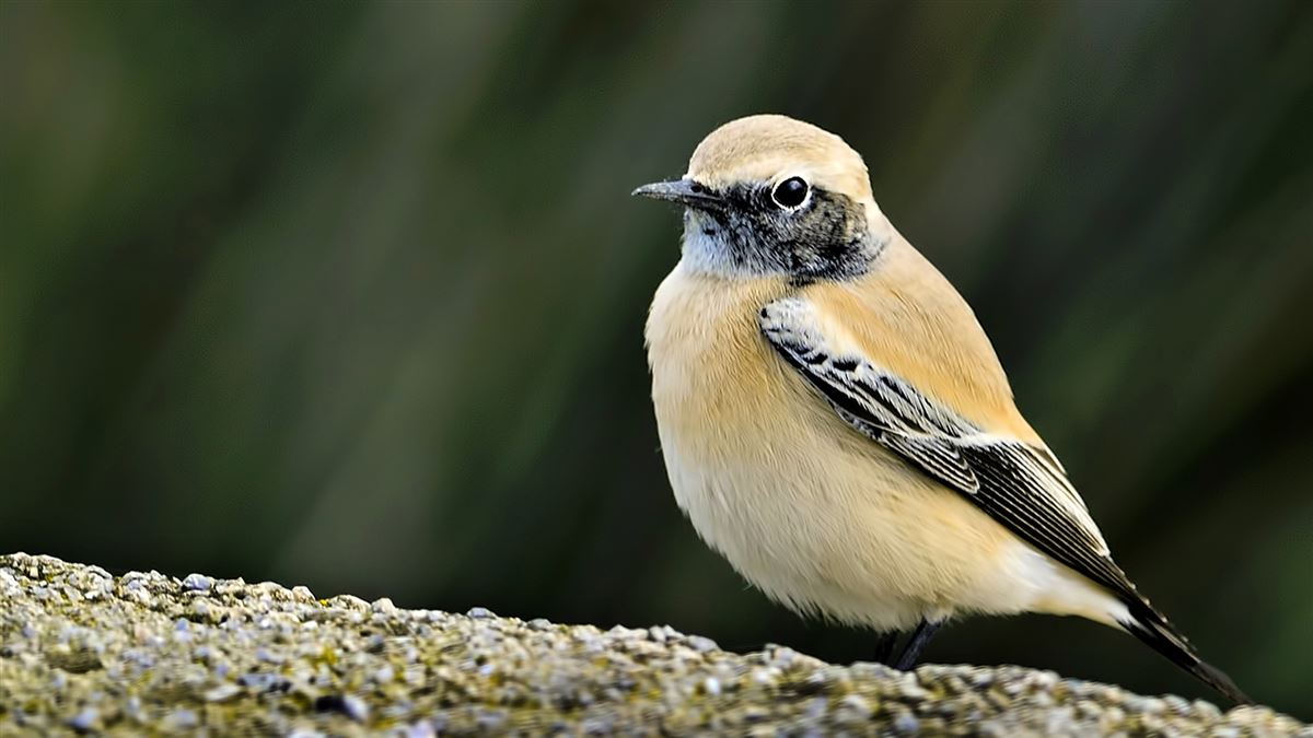 Desert Wheatear