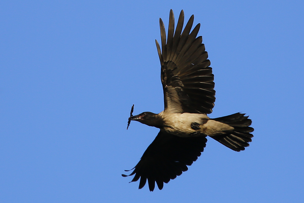 Hooded Crow
