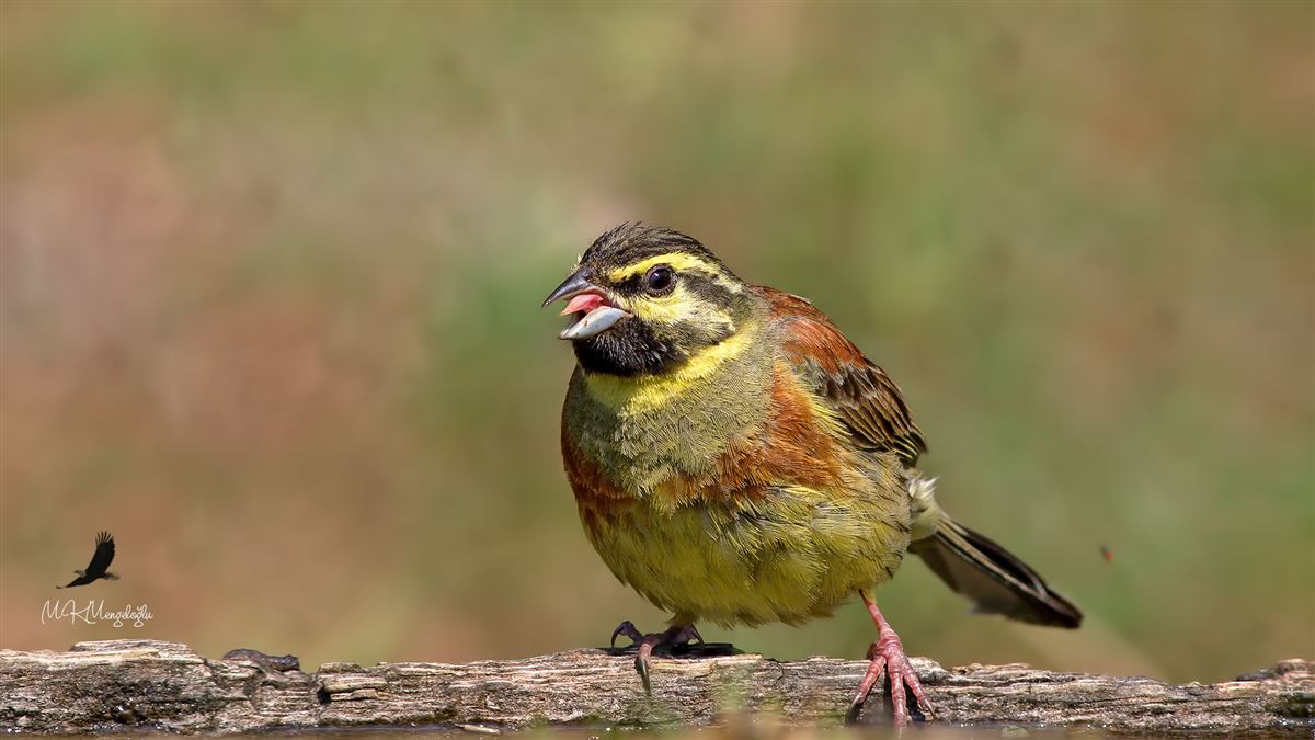 Cirl Bunting