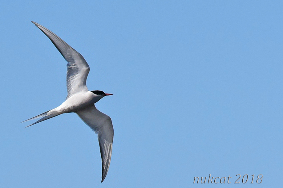 Arctic Tern