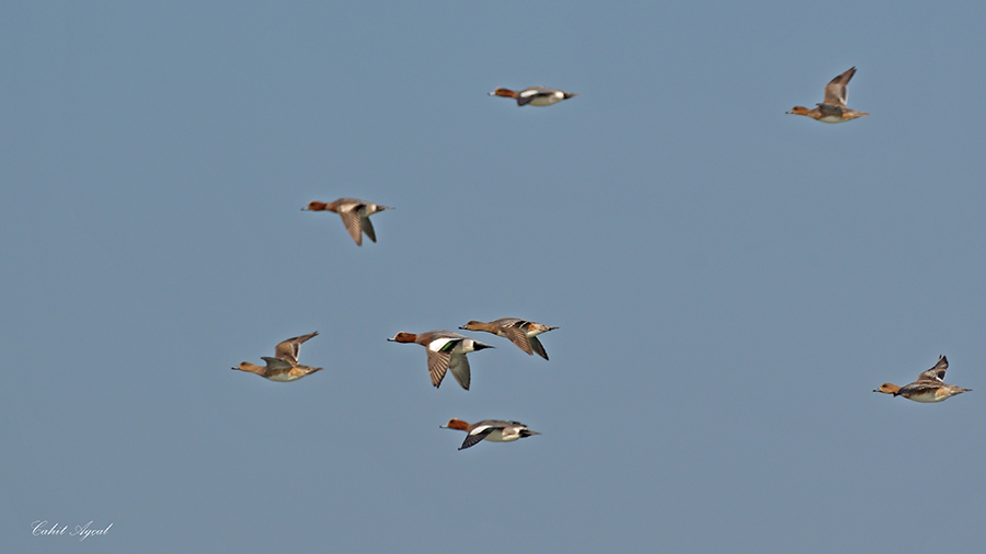 Eurasian Wigeon