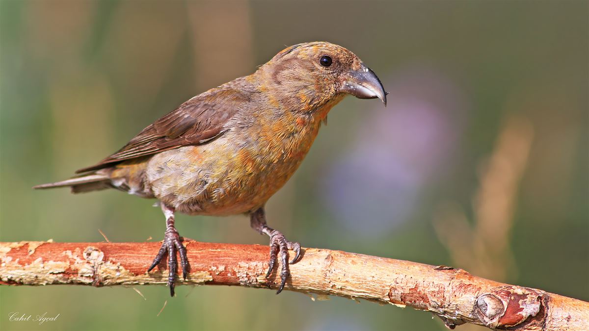 Red Crossbill