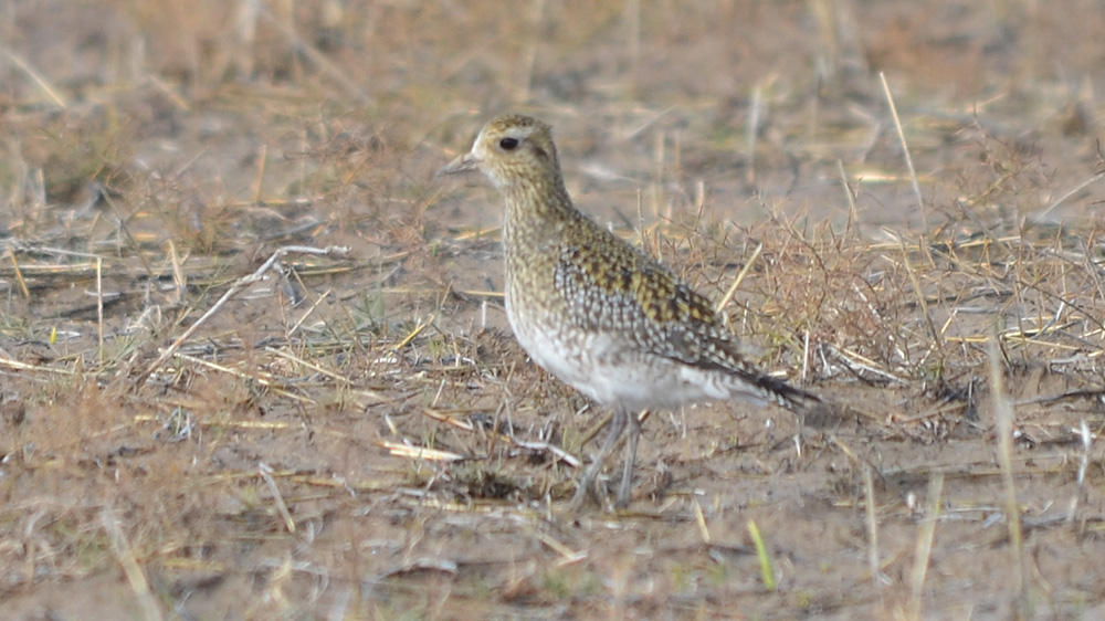 European Golden Plover