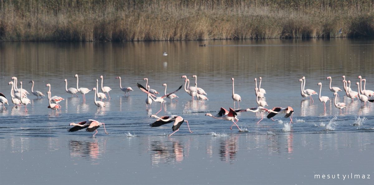 Greater Flamingo