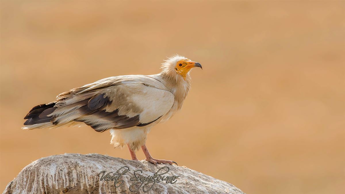 Egyptian Vulture