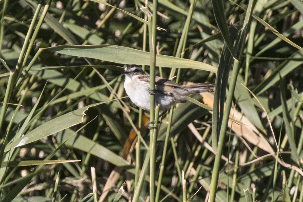 Moustached Warbler