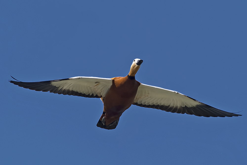 Ruddy Shelduck