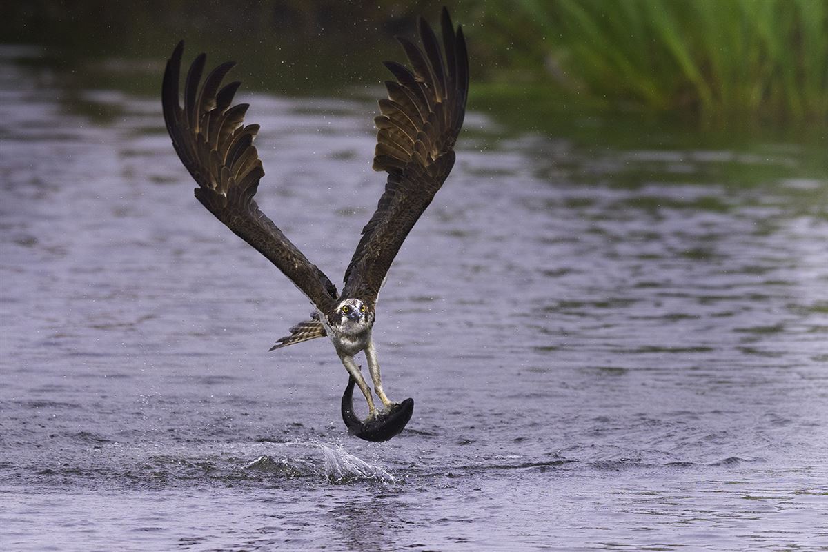 Osprey